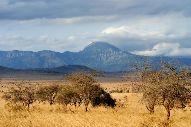 Krajina v národní Park Tsavo, Keňa - Fotografie, Obrázek