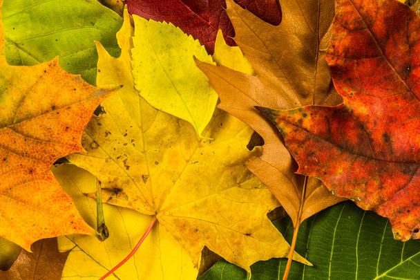 Herbstlaub. Bunte Blätter auf einem alten Holztisch. Hintergrund der Blätter. - Foto, Bild