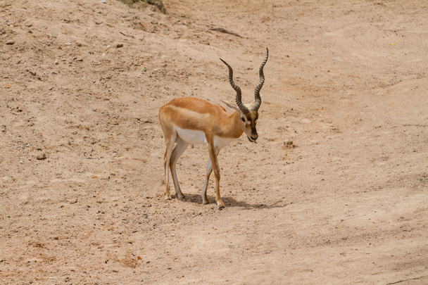 Thomson 's Gazelle hiekalla
 - Valokuva, kuva