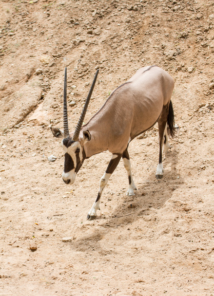 Oryx Gazella hiekalla
 - Valokuva, kuva