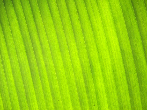 Banana leaves close up - Valokuva, kuva