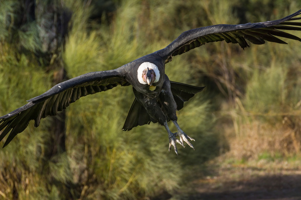 Anden-Kondor fliegt - Foto, Bild
