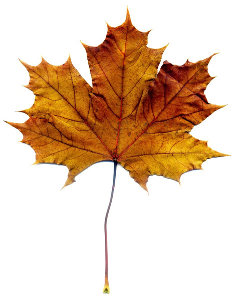 詳細な秋のメープル ・ リーフ - 写真・画像