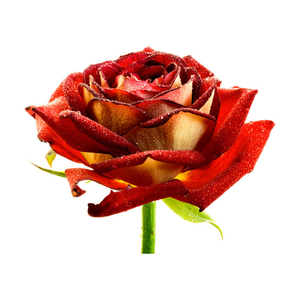 Realistinen märkä punainen ruusu eristetty valkoisella. Vektoriesimerkki
 - Vektori, kuva
