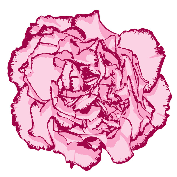 Clove flower with rose petals and pink edging. Vector illustration - Vector, imagen