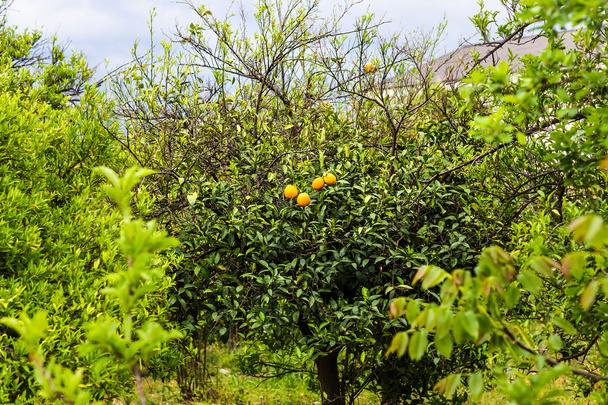 Appelsiinipuu ja hedelmät - Valokuva, kuva