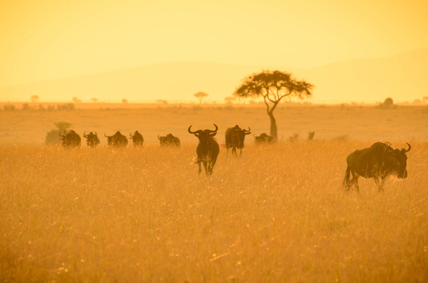 wildebeests in a golden light during sunrise - Photo, Image