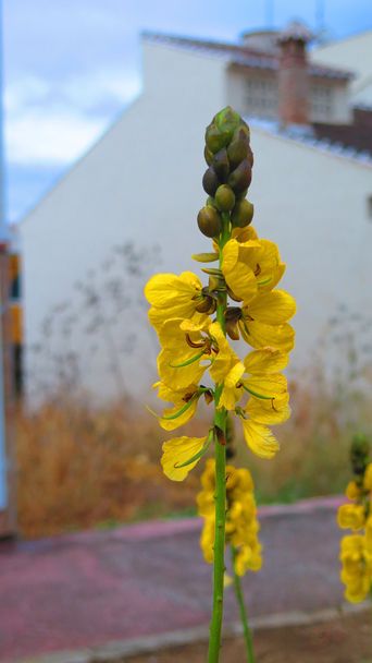 Floreciente flor amarilla
 - Foto, imagen