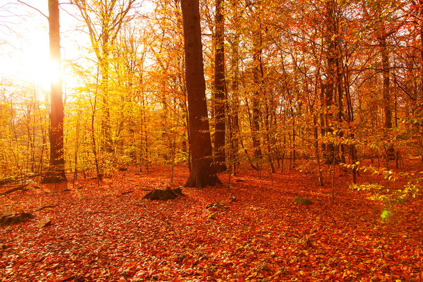 Autumn forest landscape - Foto, afbeelding