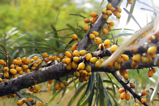 Yellow sea-buckthorn berries on the green branches. - Photo, Image