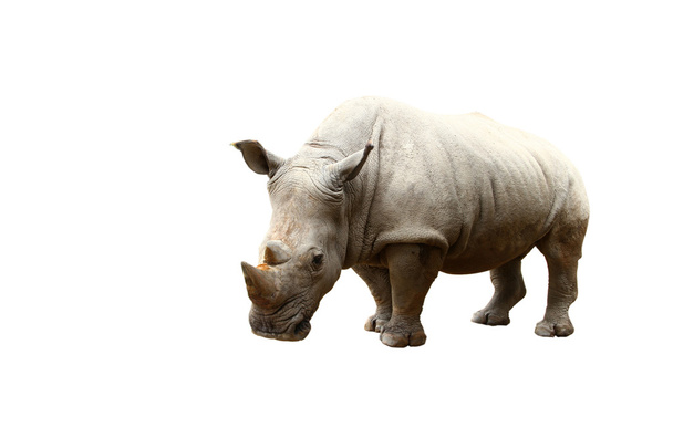 Rhino sur fond blanc
 - Photo, image