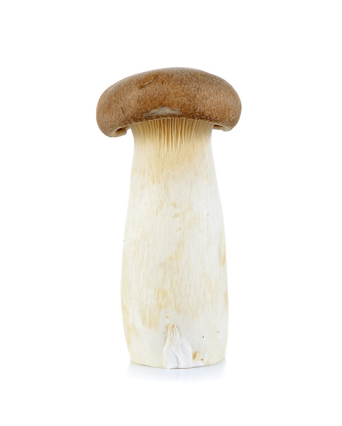 Kuningas Oyster sieni eristetty valkoisella taustalla
 - Valokuva, kuva