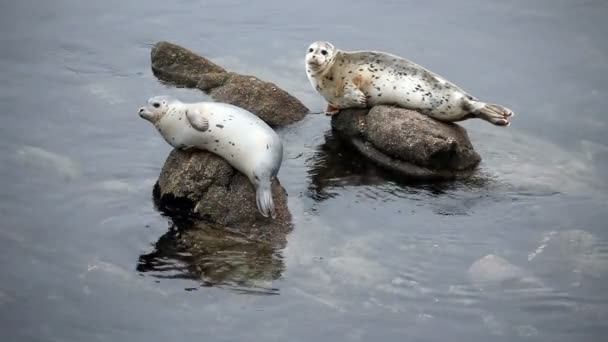 Two Harbor Seals Sitting On Rocks Looking Around - Filmati, video