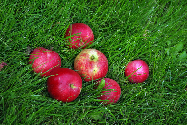 Red Apple In Grass - Valokuva, kuva
