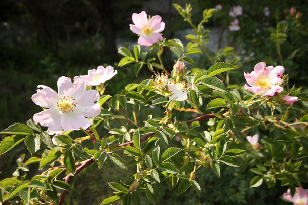 růžové divoké růže - Fotografie, Obrázek