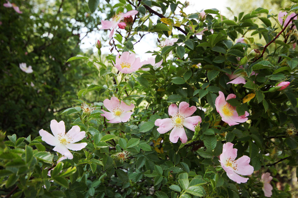 rose selvatiche rosa
 - Foto, immagini
