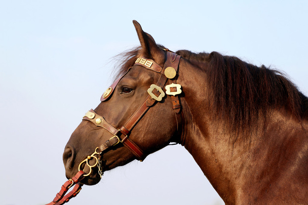 Head shot of a thoroughbred stallion in the summer corral against blue sky - Photo, Image