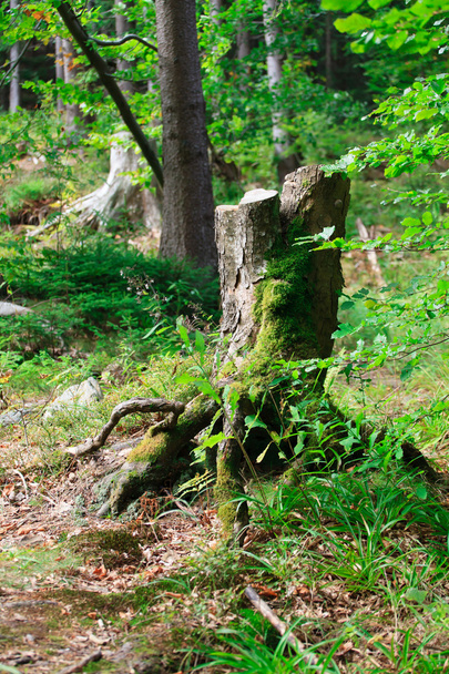 Broken tree in the forest. - Фото, изображение