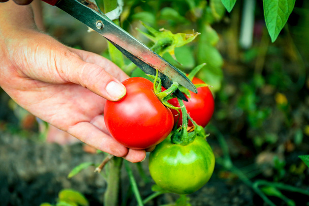Female hand cutting tomato  - Fotoğraf, Görsel