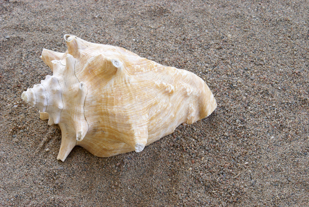 Conch Shell - Фото, изображение