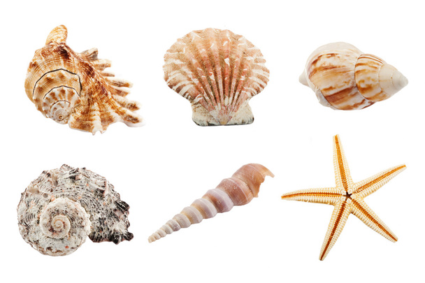 Conjunto de conchas do mar
 - Foto, Imagem