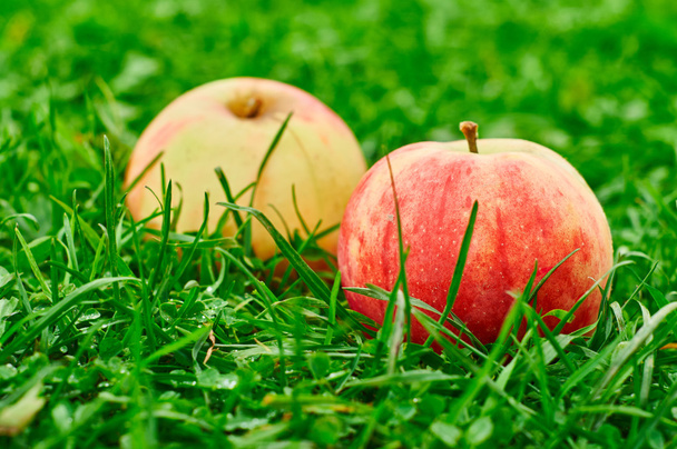 Fresh apples on green grass - Photo, Image