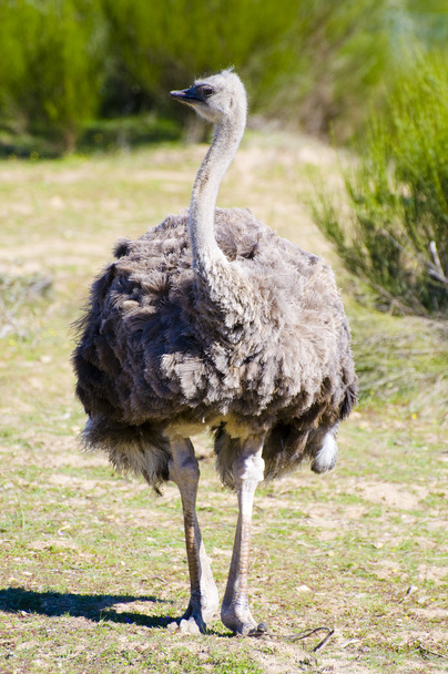 Ostrich - Photo, Image