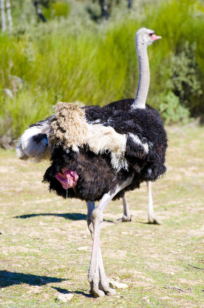 Ostrich - Zdjęcie, obraz