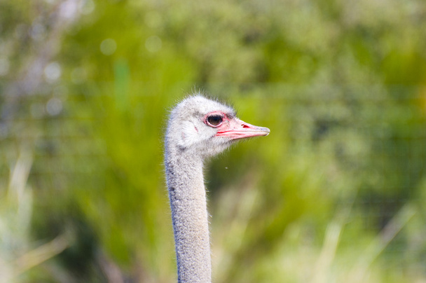 Ostrich - Valokuva, kuva