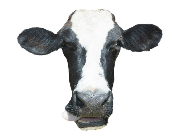 Απομονωμένο αγελάδα ενιαία κεφάλι σε άσπρο φόντο - Φωτογραφία, εικόνα