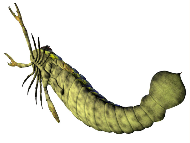 Pterygotus Scorpion dessous
 - Photo, image