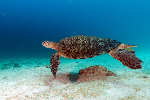 turtle coming to you underwater - Photo, Image