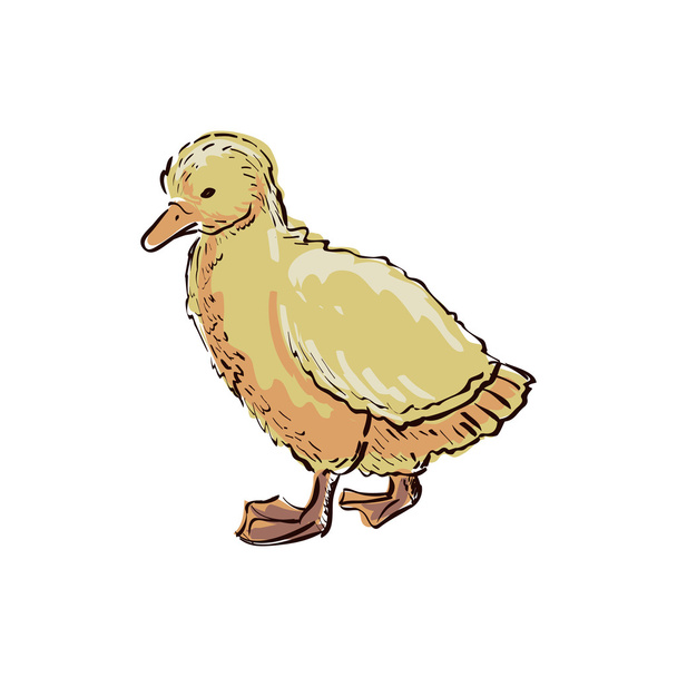 Nice small duckling. Doodle style. Isolated in white background. Excellent vector illustration, EPS 10 - Vector, afbeelding