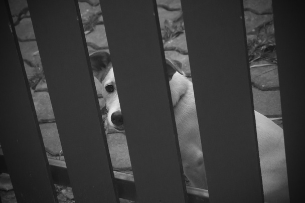 Yalnız köpek bir evde, tahıl ile tonda siyah beyaz kafesli - Fotoğraf, Görsel
