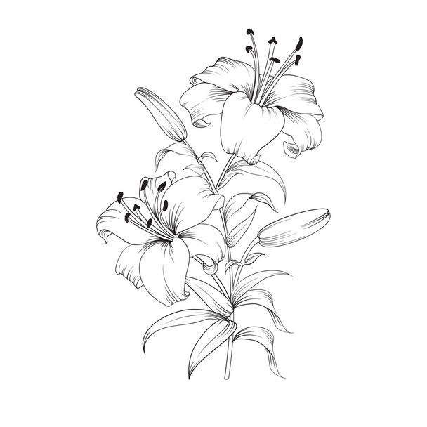 Blooming lily flower. - Vector, Image