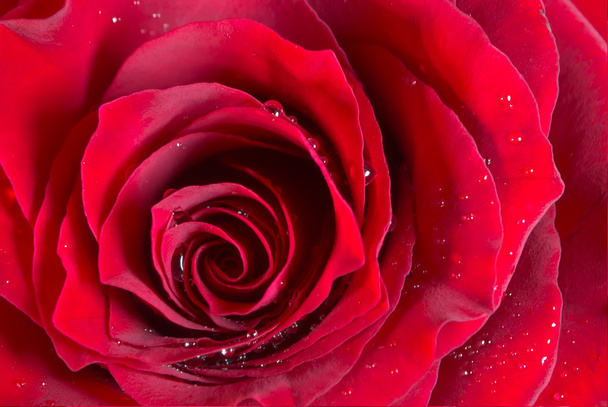 red rose macro - Foto, Imagen
