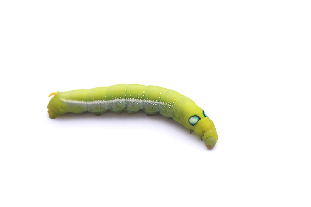 Foto stock Green Caterpillar em folha verde sobre fundo branco - Foto, Imagem
