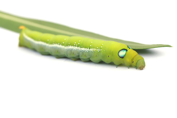 Stock Photo Green Caterpillar on green leaf on white background - Photo, Image