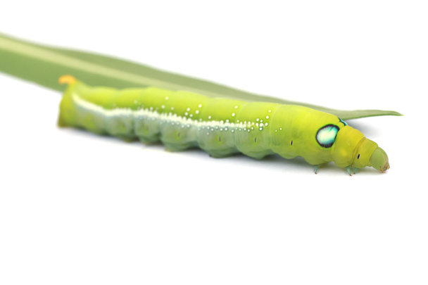 Foto stock Green Caterpillar em folha verde sobre fundo branco - Foto, Imagem