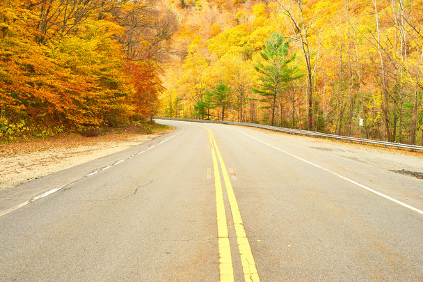 őszi erdei út - Fotó, kép