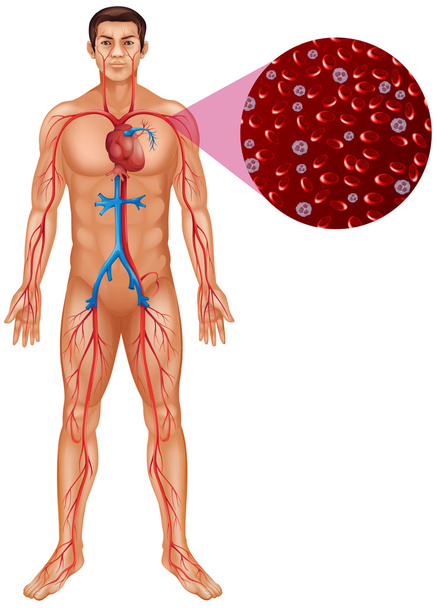 İnsan vücudunda kan dolaşımını - Vektör, Görsel