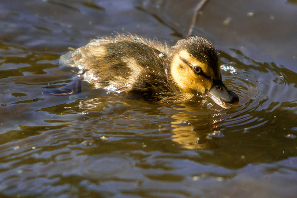 Baby duckling swimming in pond - Foto, imagen