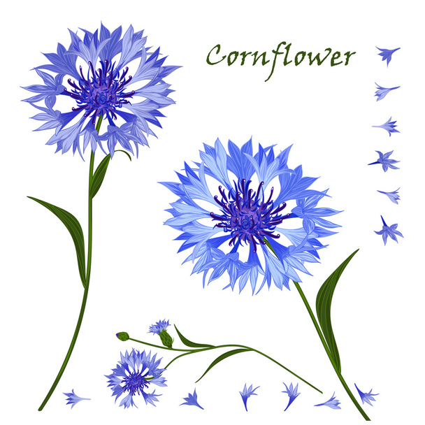 Hand-drawn bouquet of beautiful blue cornflower, isolated pattern - Vektör, Görsel