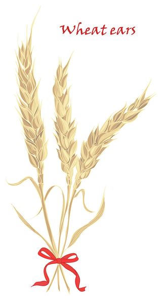 Ears of wheat tied with red bow on white background - Διάνυσμα, εικόνα