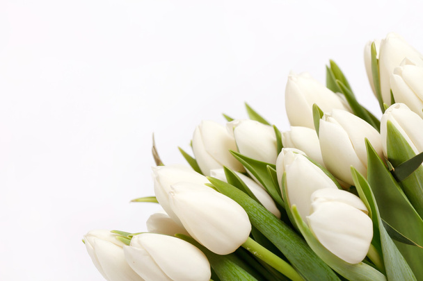 Beautiful tulips - Foto, Imagen