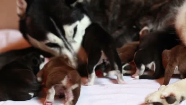 newborn puppies with mother - Felvétel, videó