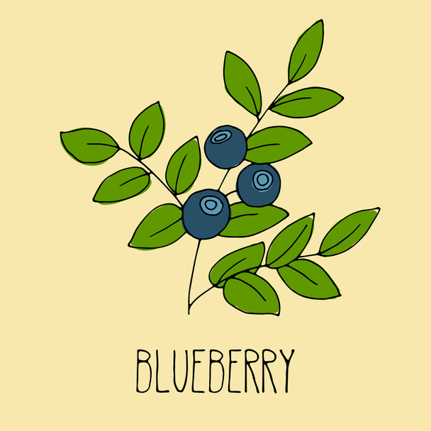 Hand drawing illustration of blueberry. - Vector, Imagen