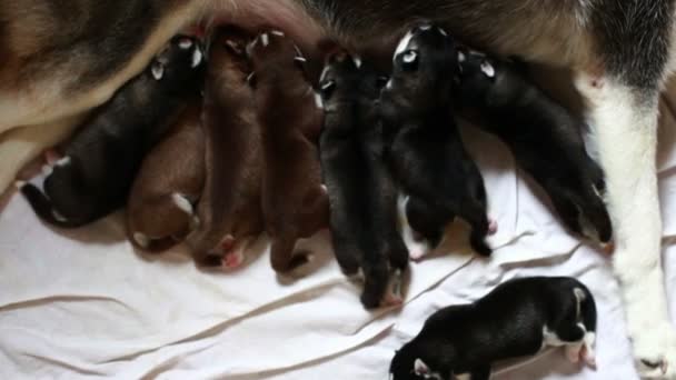 Newborn Puppies Drinking Milk - Felvétel, videó