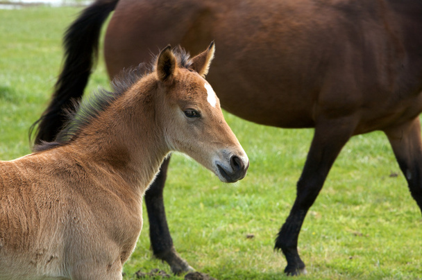 Young horse foal or filly - Foto, Imagen
