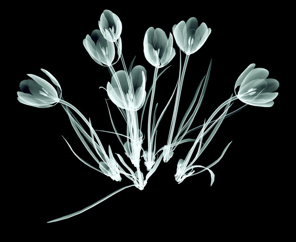 x-ray image of a flower isolated on black , the crocus - Foto, afbeelding